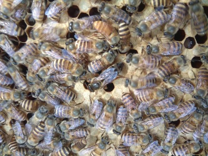 中蜂优质种蜂王活体蜜蜂王代长白山新开产王15天